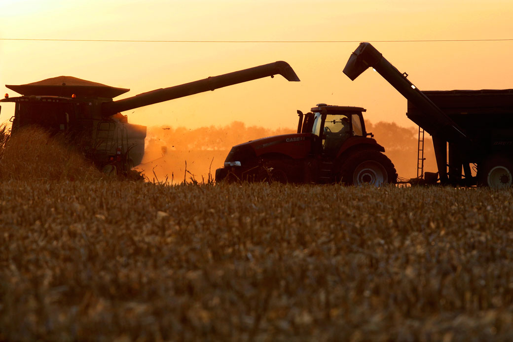 Illinois farmers harvest their corn crops as the sun sets on October 17, 2016. (AP/Seth Perlman)