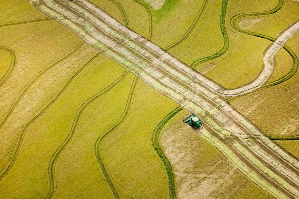 A combine cuts rice in a field near Tucker, Arkansas, on August 16, 2012. (AP/Danny Johnston)